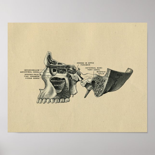 Anatomie du crâne humain 1902 Impression Vintage (Devant)
