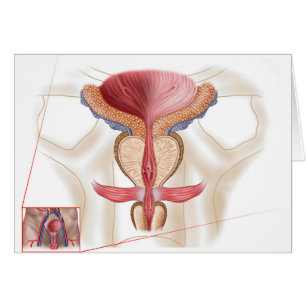 Anatomie Du Glande Prostate