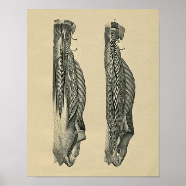 Anatomie du muscle de dos humain 1902 Impression V (Devant)