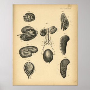 Anatomie du rein du cheval 1908 Impression Vintage