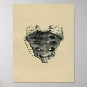 Anatomie du sacrum humain 1902 Impression Vintage
