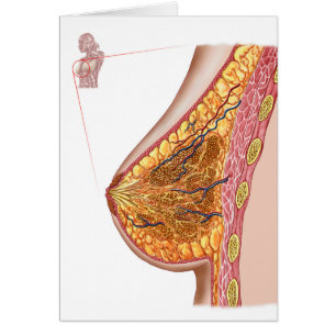 Anatomie Du Sein Féminin