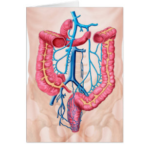 Anatomie Du Système De Veine Abdominale Humaine