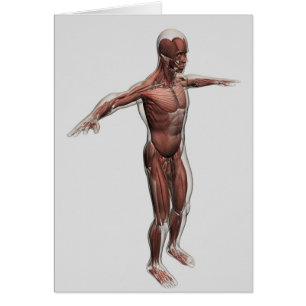 Anatomie du système musculaire masculin, vue de