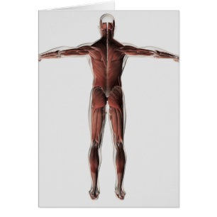 Anatomie Du Système Musculaire Masculin, Vue Posté