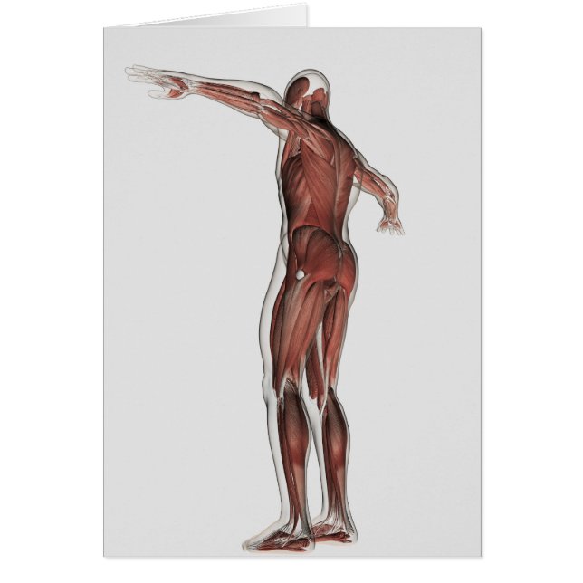 Anatomie Du Système Musculaire Masculin, Vue Posté (Devant)