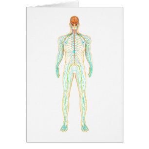 Anatomie Du Système Nerveux Et Lymphatique Humain