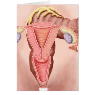 Anatomie Du Système Reproductif Féminin 2