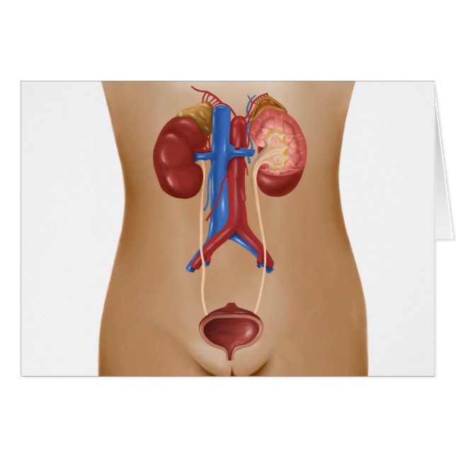 Anatomie Du Système Urinaire Féminin (Devant horizontal)