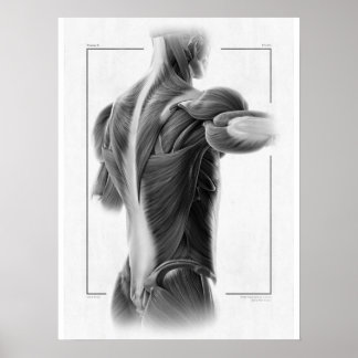 Anatomie en mouvement Poster du corps - 18 x 24