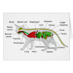 Anatomie générale d'un Felis Silvestris Catus de