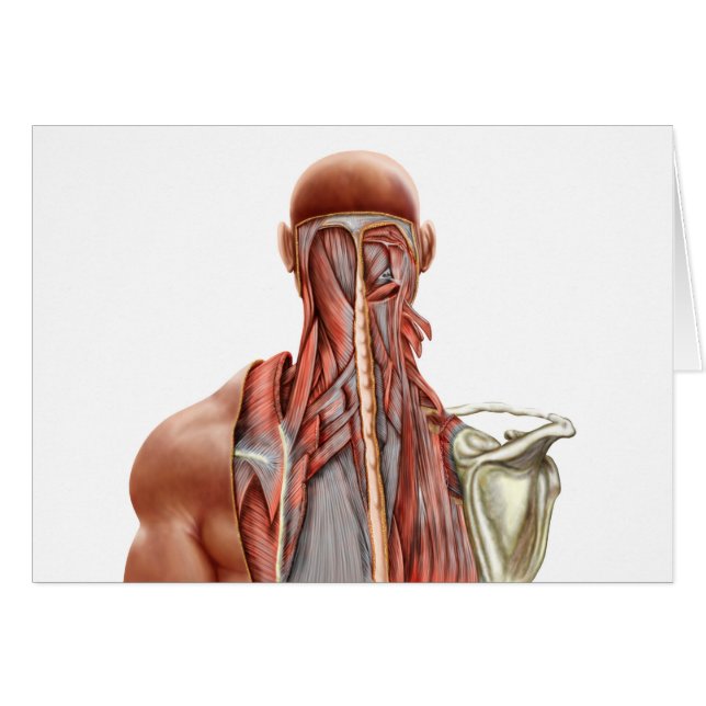 Anatomie Humaine Montrant Des Muscles Profonds Dan (Devant horizontal)