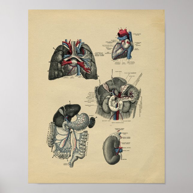 Anatomie interne humaine 1902 Impression Vintage (Devant)