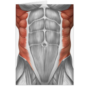 Anatomie masculine de muscle de la paroi