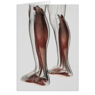 Anatomie masculine de muscle des jambes humaines,