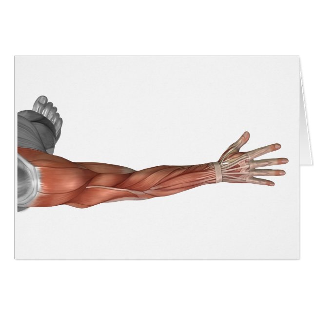 Anatomie Musculaire Du Bras Humain, Vue Postérieur (Devant horizontal)