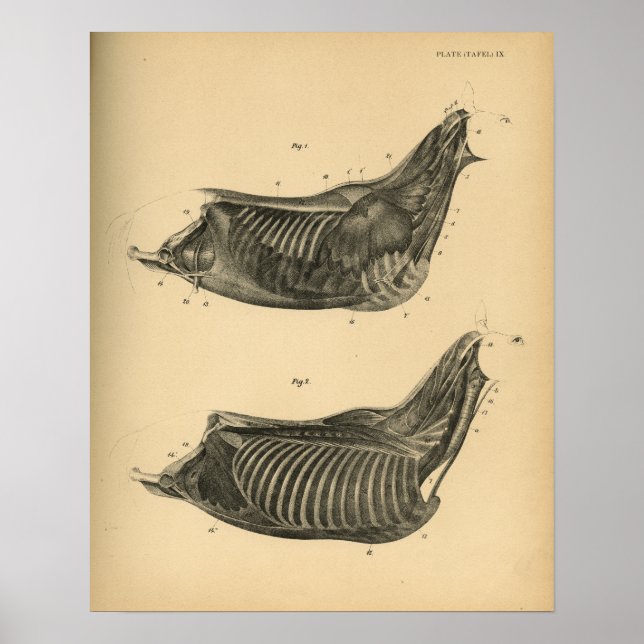 Anatomie musculaire du cheval 1908 Impression Vint (Devant)