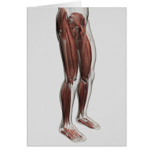 Anatomie Musculaire Homme Des Jambes Humaines, Ant