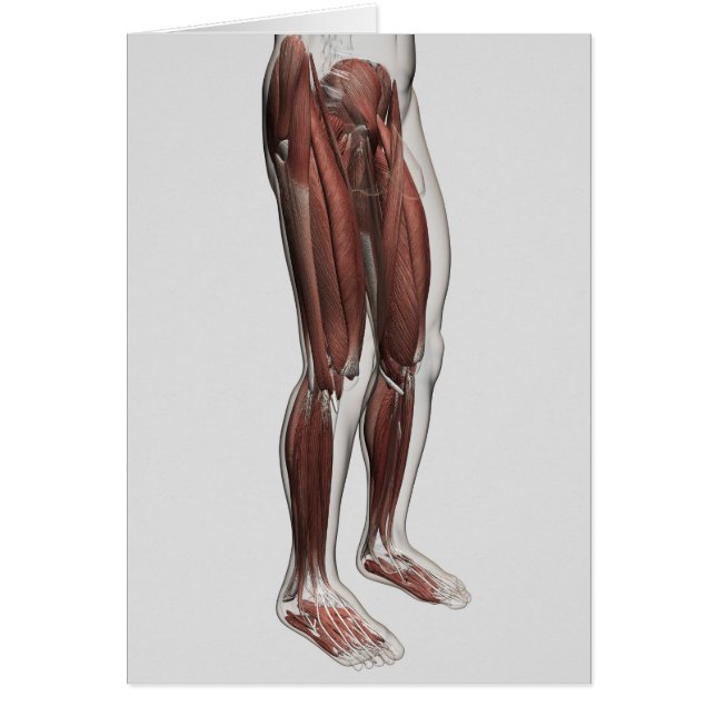 Anatomie Musculaire Homme Des Jambes Humaines, Ant (Devant)