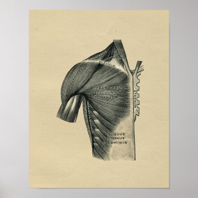 Anatomie musculaire humaine 1902 Impression Vintag (Devant)