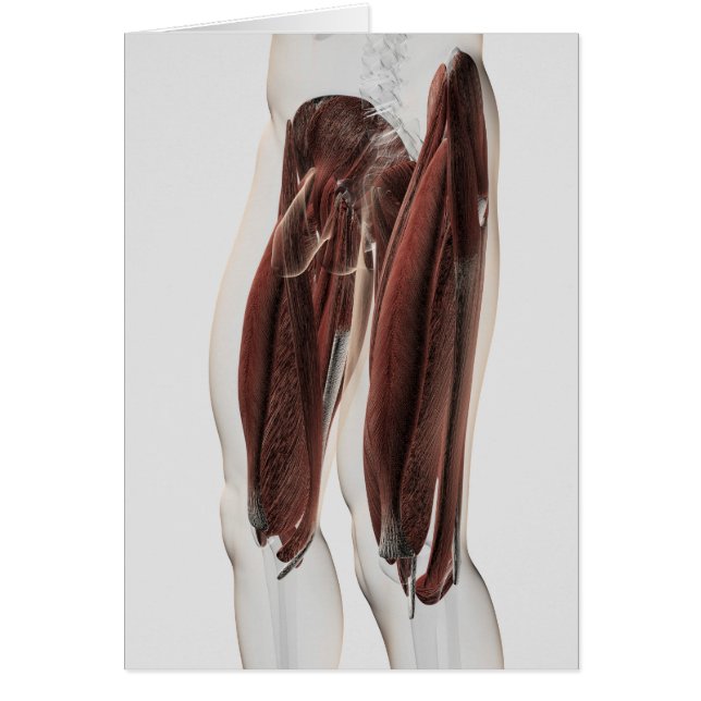 Anatomie Musculaire Masculine Des Jambes Humaines, (Devant)
