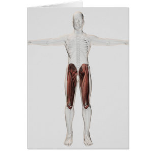 Anatomie Musculaire Masculine Des Jambes Humaines,