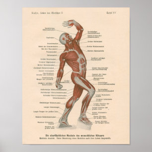 Anatomie musculaire Vintage Impression en allemand