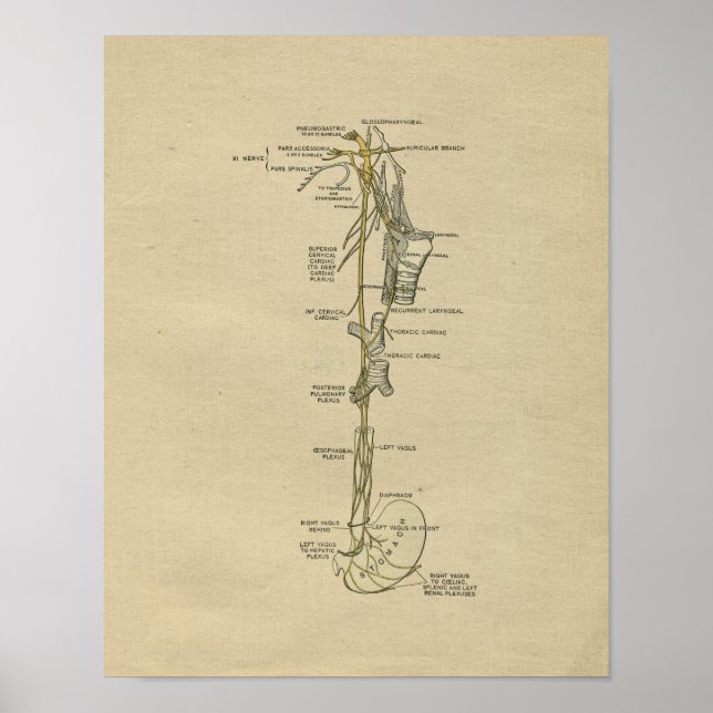 Anatomie Nerve humaine 1902 Impression Vintage (Devant)