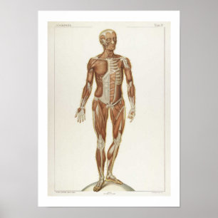 Anatomie Poster antérieur