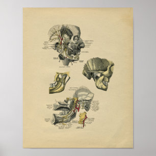Anatomie TMJ à visage humain 1902 Impression Vinta