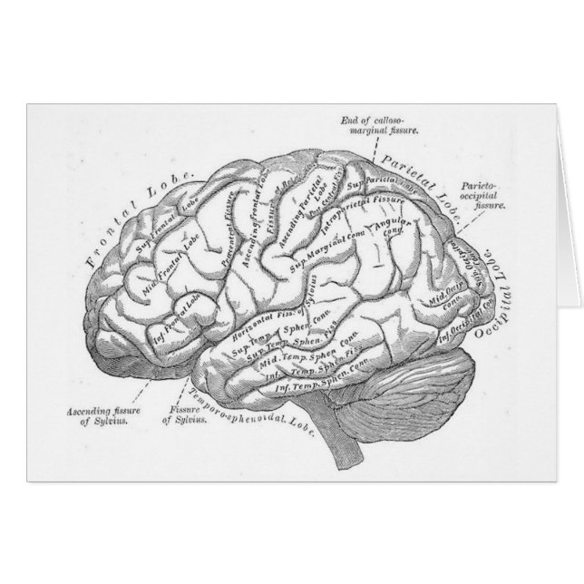 Anatomie vintage de cerveau (Devant horizontal)