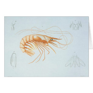 Anatomie vintage de crevettes, Marine Vie Animaux 