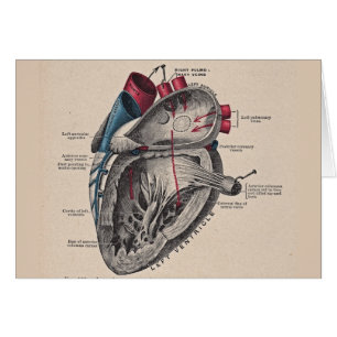 Anatomie vintage de système cardio-vasculaire de