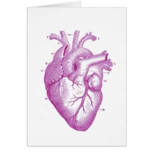 Anatomie vintage pourpre de coeur