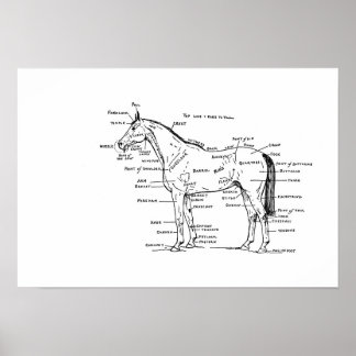 ANATOMY 19 x 13 Print