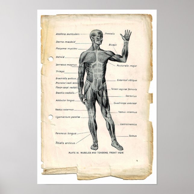 Anatomy Anterior Poster (Front)