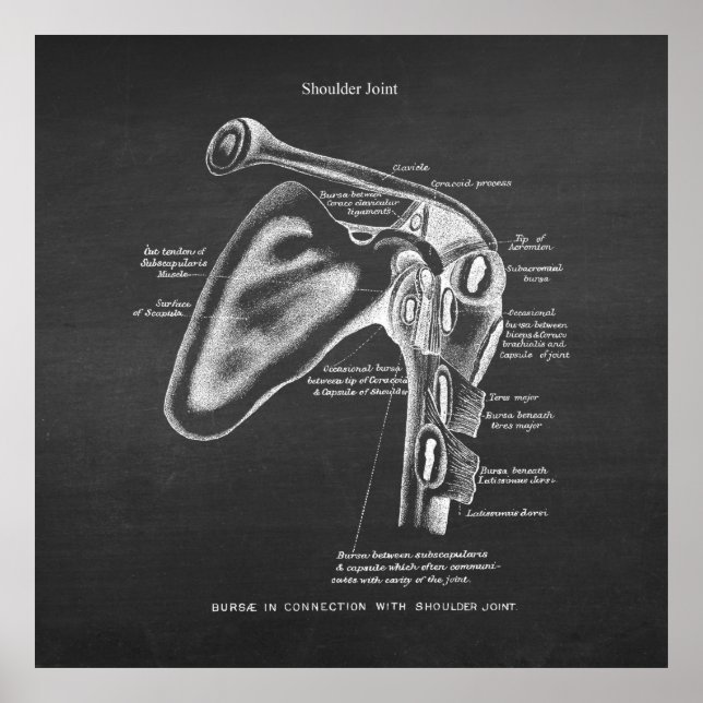 Anatomy Art No.1 Shoulder Joint Poster (Front)