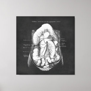 Anatomy Art of Digestive System Doctor Gift Canvas Print