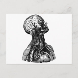 Anatomy Bust Postcard