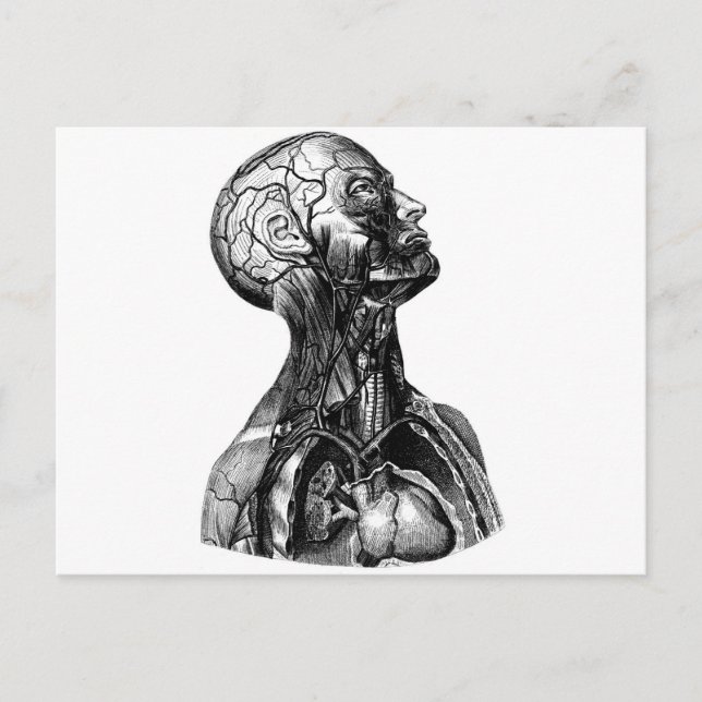 Anatomy Bust Postcard (Front)