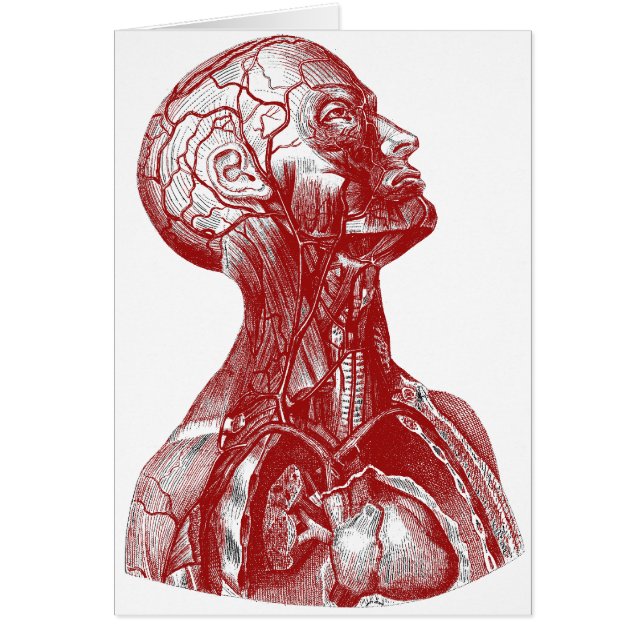 Anatomy Bust Red (Front)