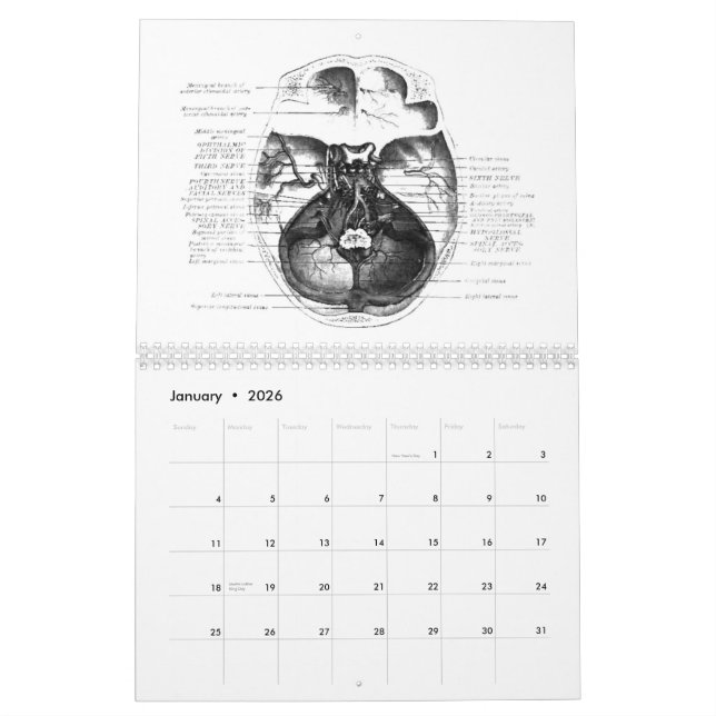 Anatomy Calender Calendar (Jan 2026)