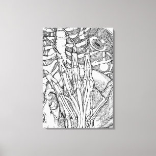 Anatomy Canvas Print