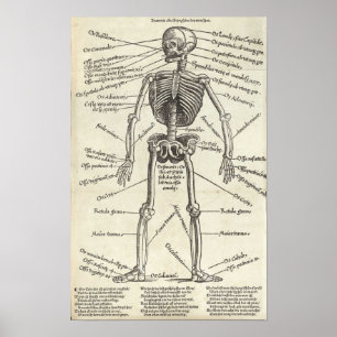 Anatomy Engraving Poster