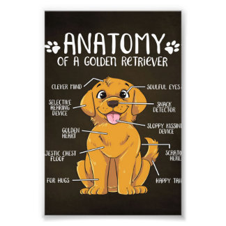 Anatomy Golden Retriever | Golden Retriever Lover  Photo Print