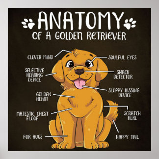 Anatomy Golden Retriever | Golden Retriever Lover  Poster