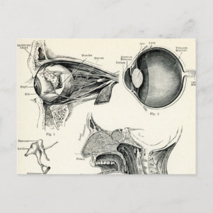 Anatomy - Human Senses Postcard