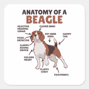 Anatomy Of A Beagle Cute Dogs Funny Dog Beagle Square Sticker