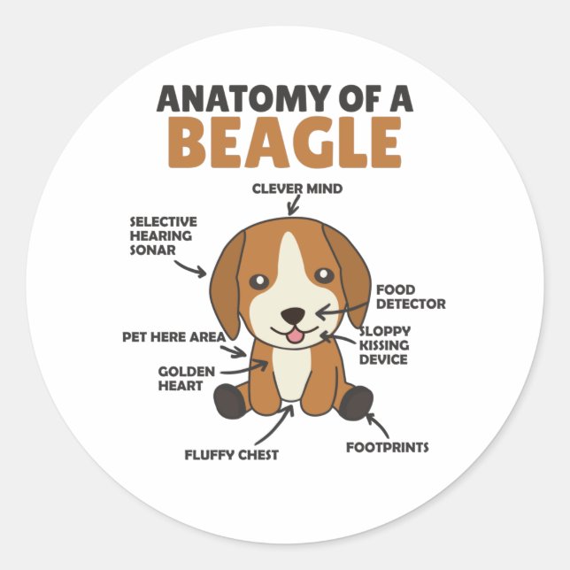 Anatomy Of A Beagle Cute Dogs Puppy Classic Round Sticker (Front)