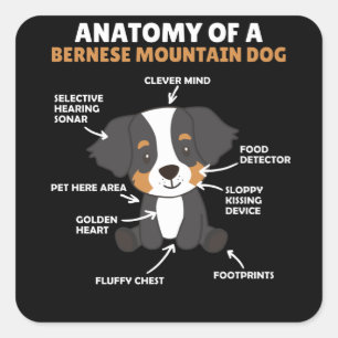 Anatomy Of A Bernese Mountain Dog Cute Dogs Puppy Square Sticker